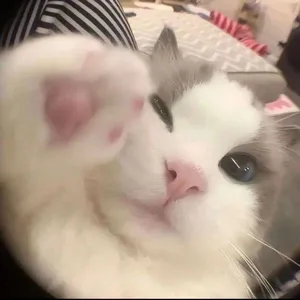 Nathanial Higger - fixed hover effect to work w .json